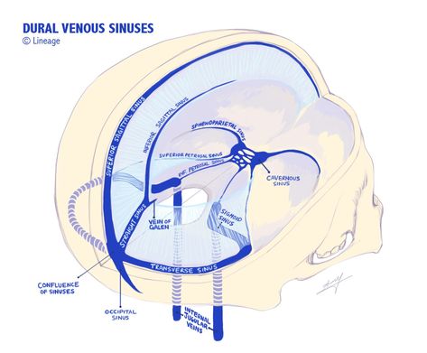 Dural Venous Sinuses, Menstrual Migraines, Neurological System, Craniosacral Therapy, Medicine Studies, Reactive Oxygen Species, Brain Anatomy, Medical School Studying, Science Articles