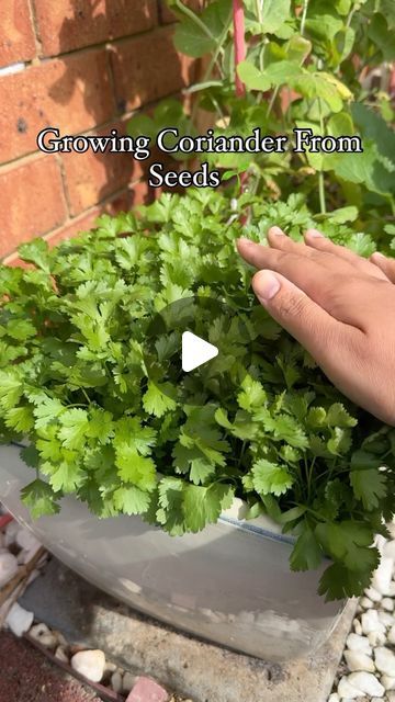 Coriander Growing Tips, How To Grow Coriander, Coriander Plant, Growing Coriander, Pot Gardening, Planting Tips, Coriander Seeds, Garden Lovers, Urban Garden