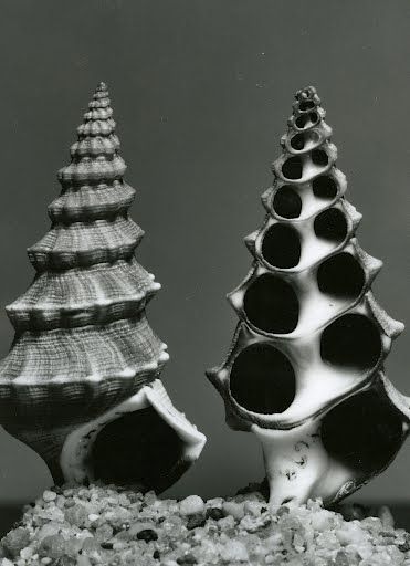 Two spiraled shells - one is a cross-section- upright in sand. Black and  white photograph Natural Forms Gcse, Natural Form Art, Geometry In Nature, Organic Structure, Natural Structures, Ansel Adams, A Level Art, Organic Form, Gremlins