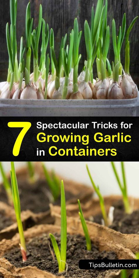 Growing Garlic In Containers, Garlic In Containers, Container Gardening Full Sun, Grow Garlic, Planting Garlic, Indoor Vegetables, Growing Garlic, Indoor Vegetable Gardening, Milk Jugs