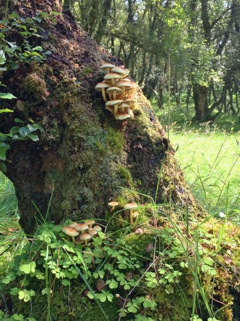 Magweno! Cool Mushrooms, Mushrooms Growing, Fairy Aesthetic, Mushroom Fungi, Cottagecore Aesthetic, High Fantasy, Jolie Photo, Nature Aesthetic, Green Aesthetic