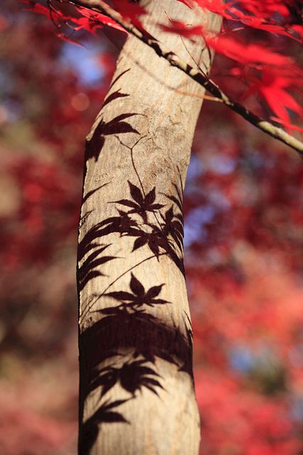 shadows. by cate♪, via Flickr Fickle Friends, Shadow Photography, Shadow Pictures, Silver Birch, Red Leaves, Nature Tree, Foto Art, Autumn Beauty, Art Photos