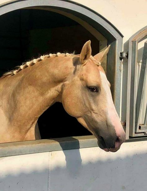 Palomino Horse Aesthetic, Palomino Warmblood, Warmblood Foal, Przewalski's Horse, Swedish Warmblood, Palomino Pony, Bridget Von Ascheberg, Warmblood Stallion, Horse Markings