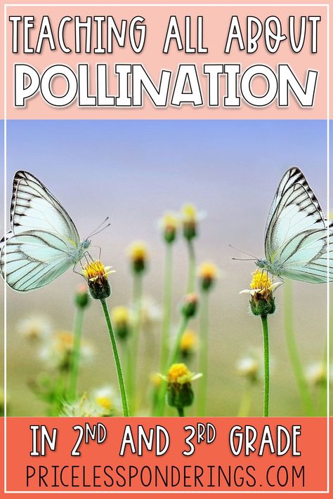 Pollination For Preschoolers, Spring Craft Second Grade, Butterfly Pollination Activity, Pollinators For Kids, Bee Pollination Activity, Pollination Diagram, Pollinator Activities For Kids, Pollination Activities For Kids, Pollinator Activities