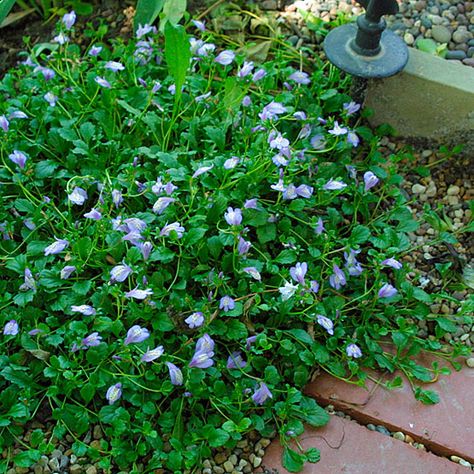 Mazus reptans - Fine Gardening Plant Guide Mazus Reptans, Plant Guide, Fine Gardening, Perennials, Outdoor Decor, Plants, Flowers