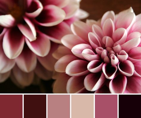 Color Palette Dark Pink, Dark Pink Pallete Color, Dark Rose Color Palette, Dahlia Color Palette, Wedding Palletes Colors, Dark Pink Palette, Dark Pink Color Palette, Berry Bedroom, Pink And Brown Color Palette