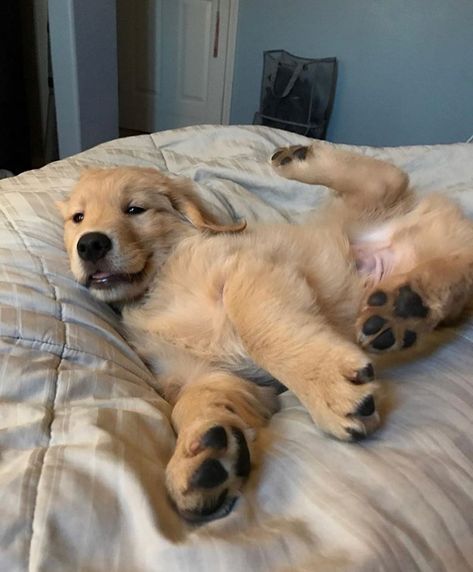 10 Goldens Lounging in Bed  Follow them @benjthegolden @garththegolden @goldenchampstagram @masonderulo__ @polentagoldenretriever… Golden Retriever Mix, Psy I Szczenięta, 골든 리트리버, Puppy Chow, Golden Retriever Puppy, Retriever Puppy, Cute Animal Photos, Cute Creatures