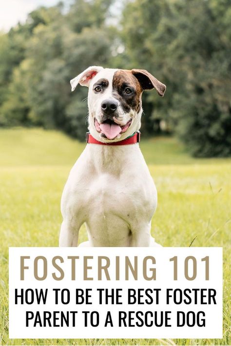 Dog Fostering Tips, Foster Dog Tips, Dog Fostering, Fostering Dogs, Dog Adoption Event, Dog Foster, Exercise Schedule, Adopt A Puppy, Becoming A Foster Parent