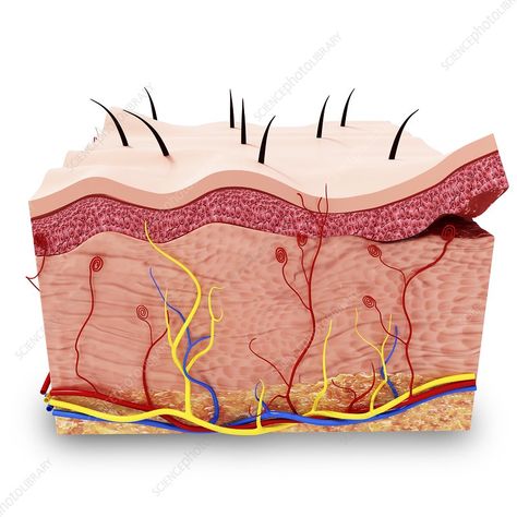 Human skin anatomy, artwork - Stock Image - F008/0300 - Science Photo Library Skincare Infographic, Anatomy Artwork, Skin Anatomy, Skin Drawing, Human Body Anatomy, Skin Photo, Brow Artist, Human Drawing, Perfect Skin Care Routine