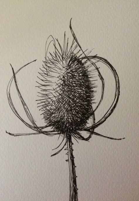 Teasels Art, Teasel Tattoo, Ink Artwork, Ink Sketch, Botanical Drawings, Art Drawings Sketches, Botanical Illustration, Botanical Art, Art Sketchbook