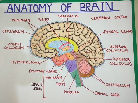 Parts of brain Ap Psych Brain Model, Human Brain Diagram Anatomy, Brain Drawing And Parts, Celebrity Brain Project Psychology, Parts Of The Brain Anatomy, Part Of The Brain, Brain Anatomy Diagram, Labelled Diagram Of Brain, Parts Of Brain And Function