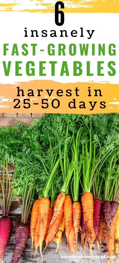 Garden Diy Hacks, Fast Growing Vegetables, Growing Vegetables Indoors, Harvest Food, Growing Vegetables In Pots, Vegetable Harvest, Easy Vegetables To Grow, Growing Veggies, Harvest Recipes