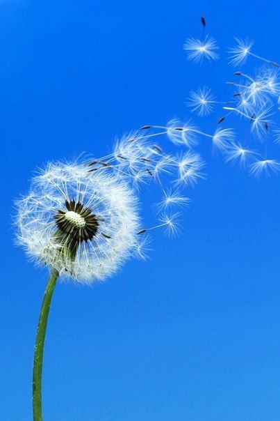 Summer Dandelion Art, Dandelion Clock, Blowing In The Wind, A Dandelion, Belle Nature, Dandelion Wish, Illustration Botanique, Alam Yang Indah, Macro Photography