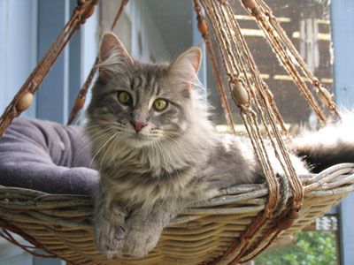 The hanging basket is beautiful! Only I think my cat would eat through the strings holding it up... http://www.mainecoonguide.com/male-vs-female-maine-coons/ Basket Cat Bed, Katt Hus, Katt Diy, Cat Planter, Baby Kitty, Cat Fence, Cat Hanging, Cat Lounge, Cat Basket