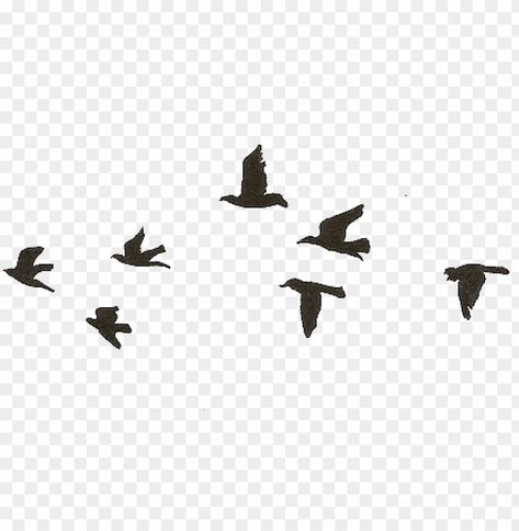 flying birds gif transparent Birds Gif, Fly Gif, Pinterest Png, Gif Transparent, Pig Gif, Sky Gif, Bird Clipart, Bird Gif, Free Png Downloads