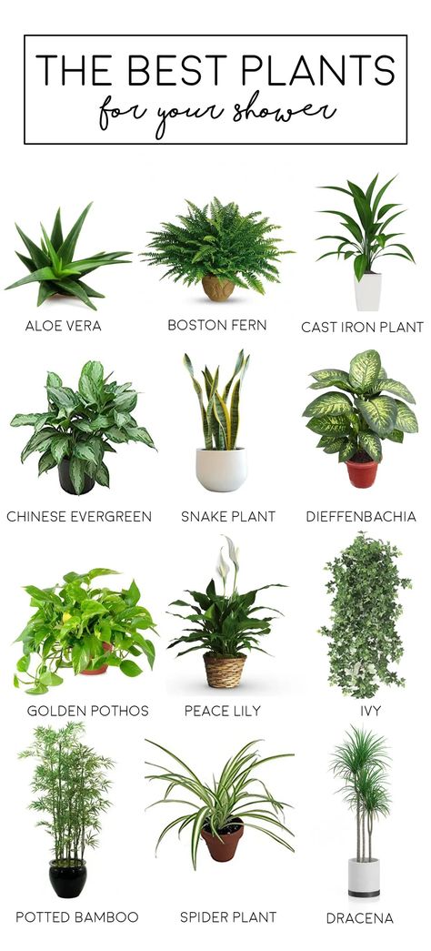 Shower Plants Indoor Plants For Oxygen, Bathroom Plants No Sunlight, Shower Plants, Bathroom Plants Decor, Best Bathroom Plants, Bamboo In Pots, Bloxburg Hallway, Tanaman Indoor, Storage Hallway