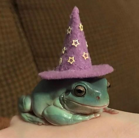 Frog Wizard, Knitted Frog, Whites Tree Frog, Frogs, Witch, On Instagram, Instagram, Nature