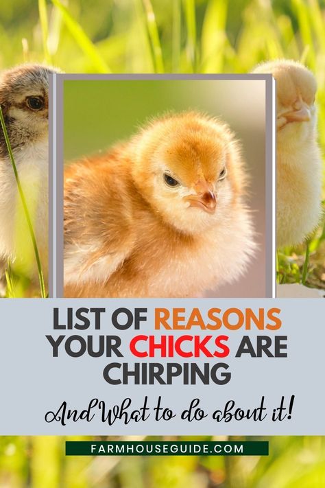 You hear your chicks chirping constantly and you are worried. It is normal for first-time chicken owners to be worried over their chicks making loud chirps. Your chicks could be chirping for a variety of reasons. Often chirping signals that the chicks are experiencing one of many emotions including being: too cold, too hot, hungry, thirsty, excited, alarmed, afraid, or even sick. #chirpingchicks #problems #chicksbehavior #listofreason #farmanimals #chickshealth #farmhouseguide Chickens Breeds, Pet Chickens Breeds, Incubating Chicken Eggs, Chickens 101, Happy Chickens, Chicken Coop Ideas, Hatching Chickens, Day Old Chicks, Raising Chicks