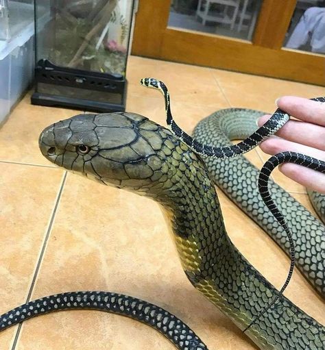 King Cobra Snake, Snake Photos, Baby Snakes, Thai King, Pretty Snakes, Cobra Snake, Pet Dragon, Cute Snake, Cute Reptiles