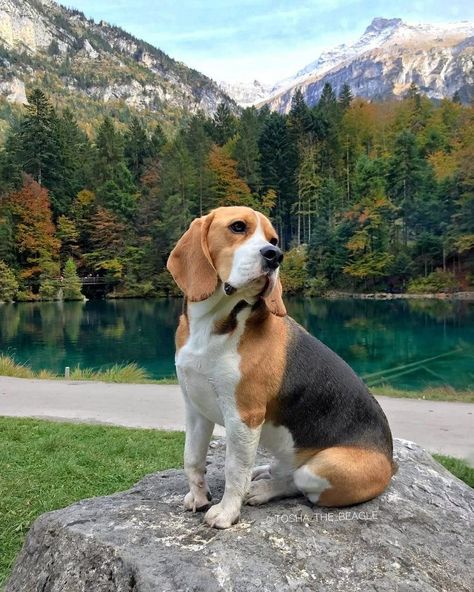 Anime Animals Wallpaper, Beagle Pictures, Cute Beagles, Dog Line, Jack Russel, Beagle Puppy, Dog Wallpaper, Beagle Dog, Anime Animals