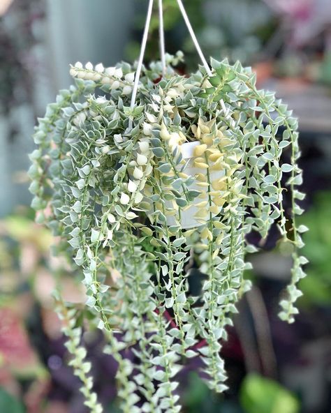 dischidia ruscifolia variegata Elephant Bush, Succulent Species, Crassula Ovata, Jade Plants, Starter Plants, Perfect Plants, Growing Indoors, Planter Pots Indoor, Indoor Planters