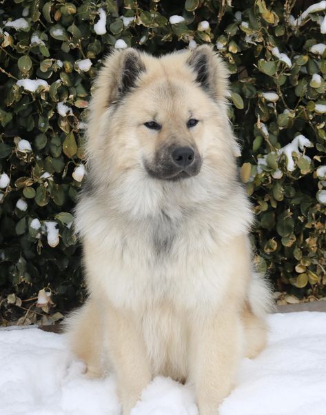 Chowski Puppies, Eurasian Dog, Spitz Breeds, Akita Dog, Cute Dog Photos, Canine Art, Gorgeous Cats, Pretty Dogs, Cute Dogs And Puppies