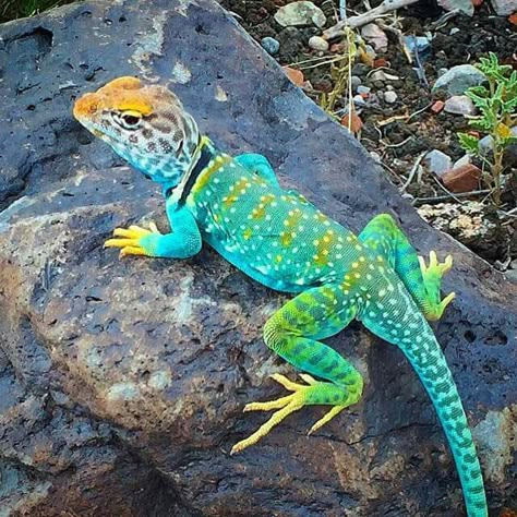 The Arizona Collard Lizard Colorful Lizards, Cute Lizard, Rabbit Cages, Cute Reptiles, Chameleons, Exotic Animals, Colorful Animals, Reptiles And Amphibians, Lizards