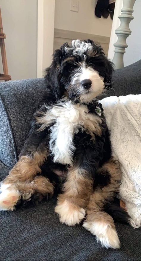 Aussiedoodle Aesthetic, Cute Bernedoodle, Bernedoodle Aesthetic, Aussie Bernedoodle, Bernadoodles Full Grown, Ausidoodle Puppies, Toy Bernedoodle, St Bernadoodle, Mini Bernedoodle Full Grown