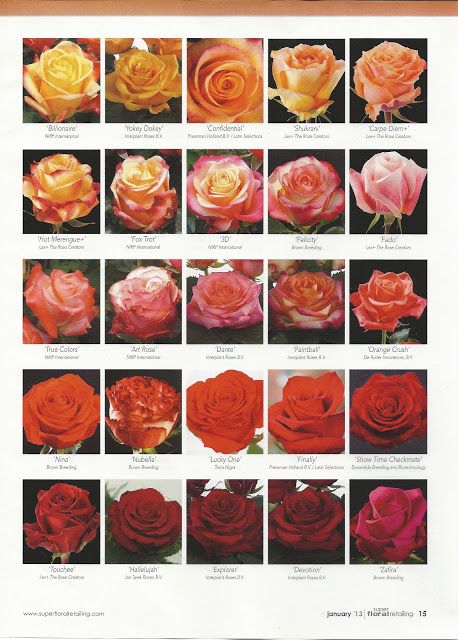 flower classroom: 2013 New Rose Varieties, published in Super Floral Retailing Orange Flower Names, Flower Classroom, Pink Rose Png, Wedding Flower Types, Types Of Oranges, Floral Design Classes, Flower Chart, Rose Colors, Rare Roses