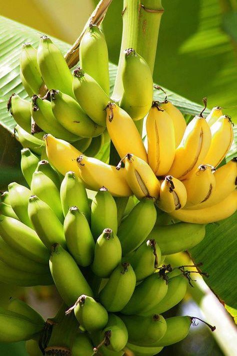 Senorita Banana Banana Nutrition, How To Grow Bananas, Banana Benefits, Skin Tea, Banana Cookies, Banana Fruit, Banana Plants, Types Of Fruit, Banana Peel