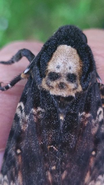 Bart Coppens on Instagram: "SKULL on a MOTH! Deathshead Hawkmoth / Acherontia atropos. #acherontia #atropos #sphingidae #hawkmoth #silenceofthelambs #jodiefoster #buffalobill #anthonyhopkins #popculture #goth #gothmoth #scary #cool #cute #omen #entomology #biology #trending #real #nature #animals" Deathshead Hawkmoth, Night Butterfly, Cute Moth, Skull Moth, Science Girl, Regnul Animal, Cool Insects, Cute Small Animals, Animale Rare