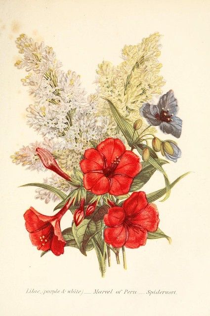 n186_w1150 | The language of flowers, or, Floral emblems of … | Flickr Hunters Mark, Antique Floral, Language Of Flowers, Botanical Drawings, Painting Canvas, Floral Bouquets, Botanical Illustration, Wall Hooks, Floral Painting