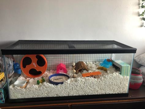 Tank Hamster Cage, 40 Gallon Hamster Tank, Hamster Tank Ideas, 20 Gallon Fish Tank, Hamster Tank, 40 Gallon Aquarium, Baby Ball Python, 55 Gallon Tank, Hamster Toys