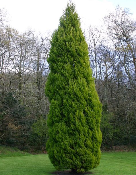 Cupressus Sempervirens, Devils Ivy, Sandy Soil, Make It Through, Garden Plants, Front Yard, Soil, Tree Trunk, Trees