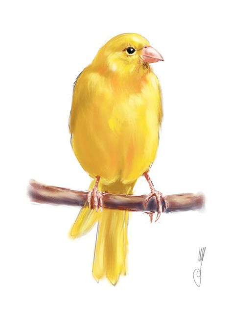 Canary Bird Cage Art, Cage Art, White Bird Tattoos, Gesture Drawings, Sunflower Watercolor Painting, Black Bird Tattoo, Canary Birds, Figure Drawings, Urban Sketches