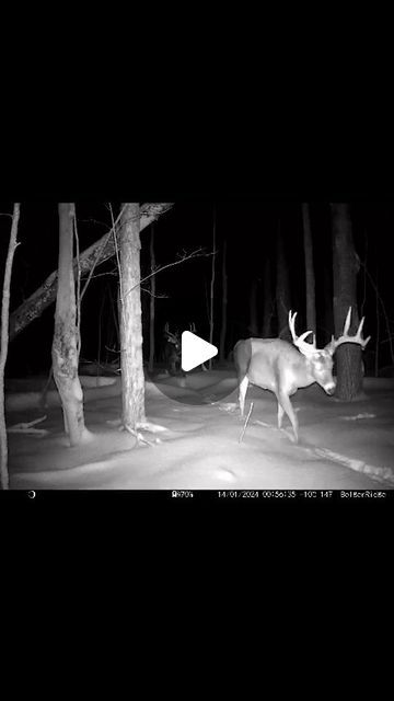 Tom McClelland on Instagram: "My Buddy @always0utdoors gets some fine Pics and Video's  on his Dad's acreage....this is CRAZY GOOD 😮😮😮😮 #whitetail #whitetaildeer #whitetailbuck #monsterbuck #batchelors #ontariooutdoors #canadianoutdoors" Big Deer Whitetail Bucks, Deer Hunting Humor Hilarious, Funny Deer Pictures, Tower Deer Stands, Funny Hunting Pics, Deer Hunting Humor, Whitetail Deer Pictures, Mule Deer Buck, Deer Feeders