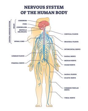 Human Nervous System Diagram, Back Nerves Anatomy, Nervous System Drawing, Nerve Plexus, Nerves System, Human Body Nervous System, Nervous System Diagram, Nerve System, Nervous System Anatomy