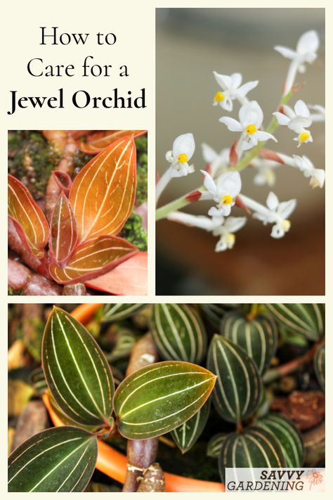 Jewel Orchid Flower, Leaf Compost, Ludisia Discolor, Understory Plants, Orchid Terrarium, Low Light House Plants, Orchid Fertilizer, Orchid Roots, Jewel Orchid