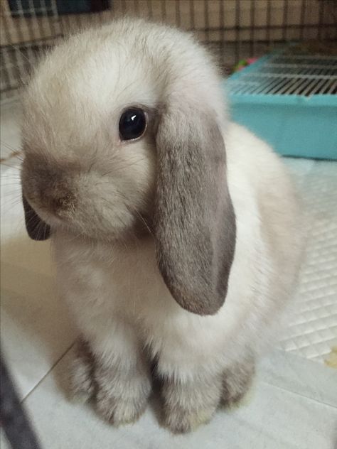 Lop cuteness Pet Bunny Rabbits, Cute Bunny Pictures, Baby Animals Pictures, Bunny Pictures, Pet Bunny, Super Cute Animals, Pretty Animals