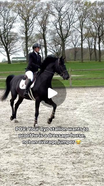 Wendy  Scholten Horses on Instagram: "It is show day for my young horses and so far… we survived 😂 4yo Pac-Man WS (Secret) was a bit impressed by all the horses and gave a show, followed by a beautiful round at 80cm level. Proud of how he handled his jumping debut. Soon you can see us in the dressage ring. 😍  #pacmanws #ditdoenpaarden #equestrian #twohearts #horses #kwpn #showjumping #wendyscholten #wendyscholtenhorses #knhsnederland" Kwpn Horse, Horses Jumping, Dressage Videos, Equestrian Jumping, Equestrian Dressage, Jumping Horse, Show Jumping Horses, Horse Info, Eventing Horses