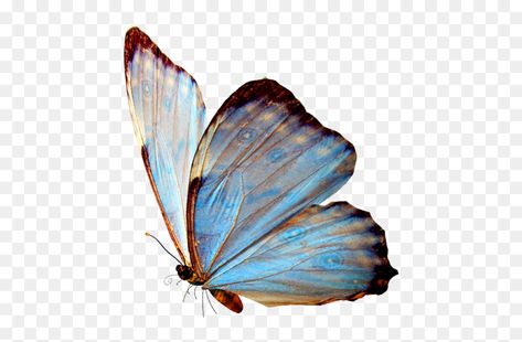 Transparent Images Aesthetic, Transparent Aesthetic Png, Butterfly Png Aesthetic, Transparent Butterfly Png, Transparent Png Aesthetic, Cute Png Aesthetic, Png Images Aesthetic, Blue Transparent Png, Cute Transparent Png