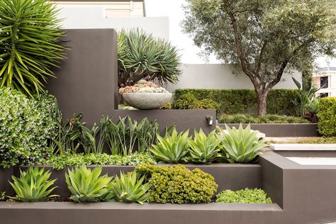 Garden Landscaping Design, Drought Resistant Landscaping, Aesthetic Gardening, Landscape Aesthetic, Modern Front Yard, Gardening Landscaping, Front Garden Design, Front Courtyard, Front Yard Design