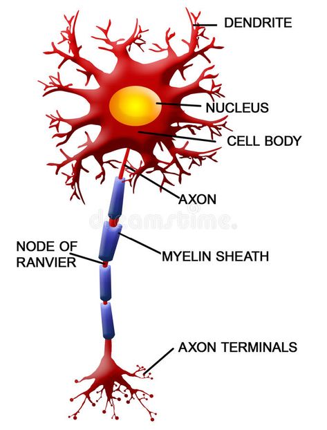 Neuron Structure And Function, Neuron Diagram, Nervous System Diagram, Neuron Structure, Nervous Tissue, Nervous System Anatomy, Human Nervous System, Medical Drawings, Multiple Chemical Sensitivity