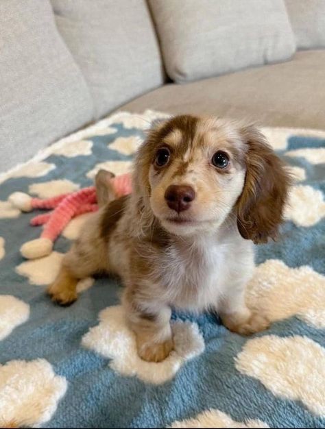 Small Cute Dogs, Daschund Puppies, Regnul Animal, Cute Dogs Images, Very Cute Puppies, Hybrid Dogs, Super Cute Puppies, Cute Dog Photos, Cute Animals Puppies