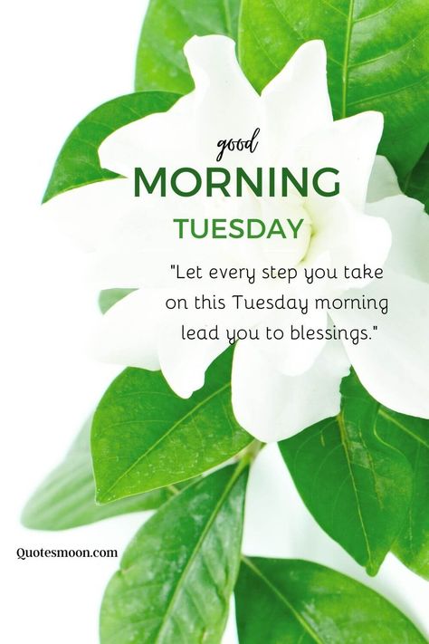 Good Morning Tuesday Blessings And Prayers Its Tuesday Good Morning, Good Morning Blessings Tuesday, Morning Blessings Tuesday, Blessed Tuesday Quotes Inspiration, Tuesday Morning Prayers, Tuesday Morning Blessings, Tuesday Blessings Mornings, Good Morning Tuesday Blessings, Tuesday Prayer