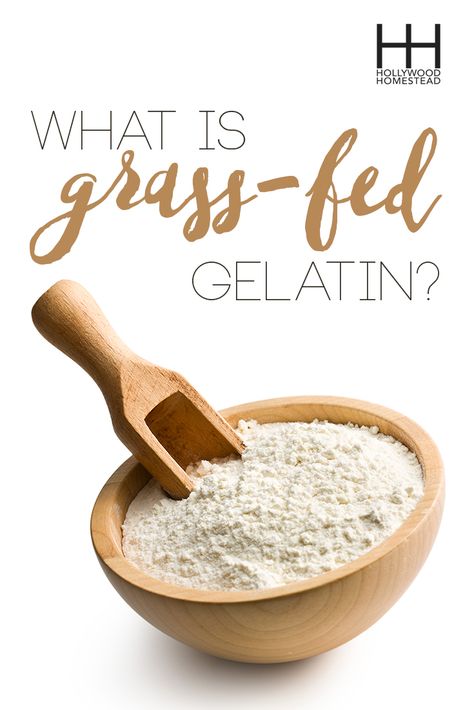 What Is Grass-Fed Gelatin? - Hollywood Homestead Healthy Gummies, Homemade Gummies, Grass Fed Gelatin, Homestead Blog, Health Topics, Nutrition Articles, Health Heal, Pregnancy Food, Food Sensitivities