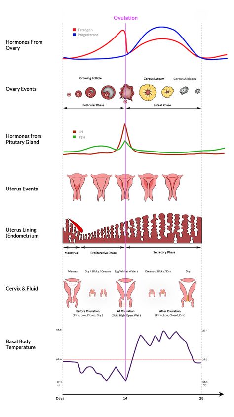 Menstrual Cycle Nursing, Menstrual Cycle Graph, Menstrual Cycle Class 12, Hormone Cycle Chart, Menstrual Cycle Phases Chart, Menstrual Phases Chart, Hormones Chart, Cycle Hormones, Menstrual Cycle Chart