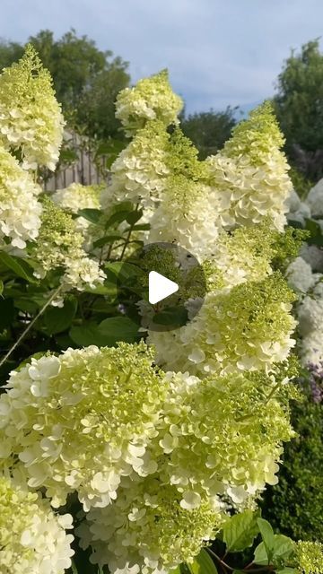 Vas Karpetas on Instagram: "What’s not to love about Hydrangea Annabelle!  Yes they need maintenance , water and staking but the pleasure you get from them it’s all worth it.   #gardens #garden #gardening #flowers #nature #plants #gardenlife #gardendesign #gardensofinstagram #gardeninspiration #gardener #gardenlove #flower #photography #naturephotography #mygarden #landscape #landscaping #plantsofinstagram #green #landscapedesign #flowersofinstagram #instagarden #plant #architecture #spring #summer #flowerphotography #flowerstagram" Hydrangea Annabelle, Limelight Hydrangeas, Plant Architecture, Black Eyed Susan Vine, Limelight Hydrangea, Easy Gardening, Planting Tips, Gardening Flowers, Late Spring