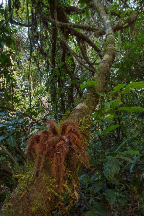 The South American Goliath birdeater (Theraphosa blondi) is the largest spider in the world, displaying the full arsenal of its defenses – urticating hair, enormous fangs, and a loud hissing noise. Gooty Sapphire Tarantula, Giant Sea Spider, Bird Eater Tarantula, Goliath Bird Eater Tarantula, Mexican Redknee Tarantula, Large Spiders, Giant Spider, Amazon River, Arthropods