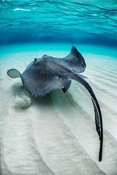 Manta Ray Photo, Sting Ray Photography, Sting Ray Aesthetic, Manta Ray Photography, Stingray Photography, Stingray Photo, Sting Ray Art, Sting Ray Tattoo, Ocean Life Photography